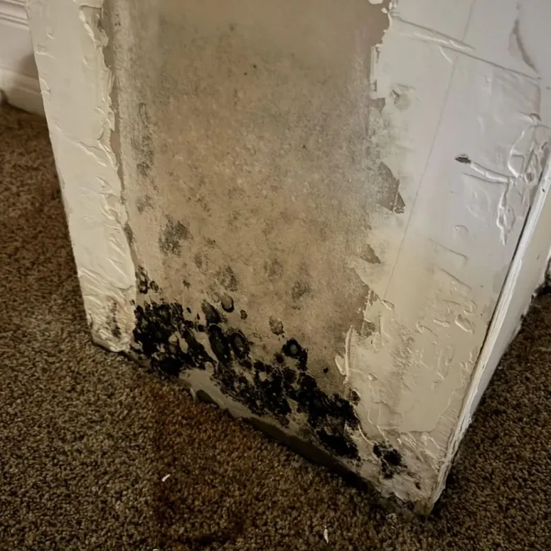 Professional Mold Removal in Richland County, SC